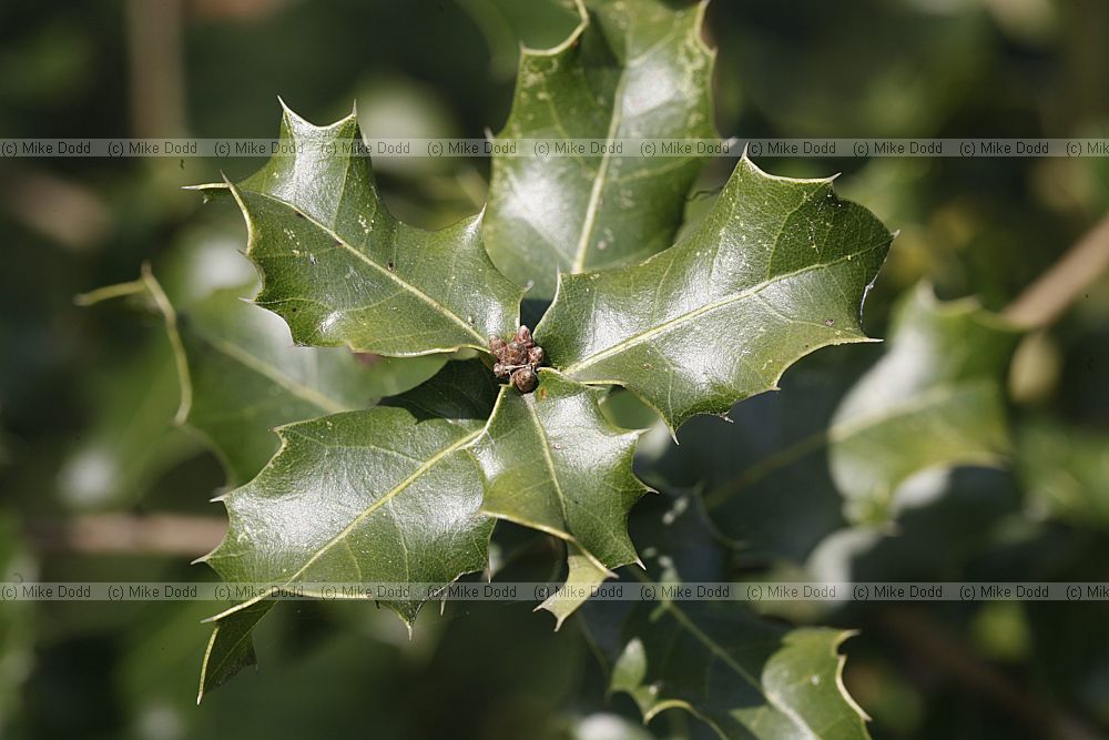 Quercus coccifera