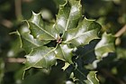 Quercus coccifera