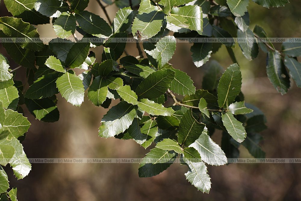 Quercus coccifera subsp calliprinos Palestine Oak