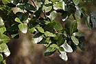 Quercus coccifera subsp calliprinos Palestine Oak