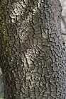 Quercus coccifera subsp calliprinos Palestine Oak