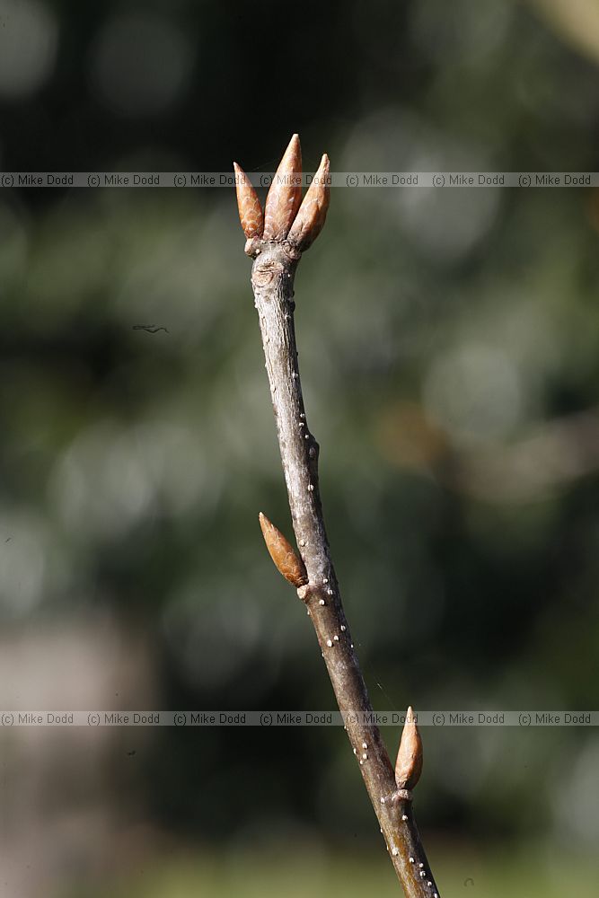 Quercus crispula