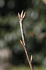 Quercus crispula