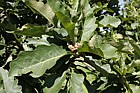 Quercus dentata Daimyo Oak