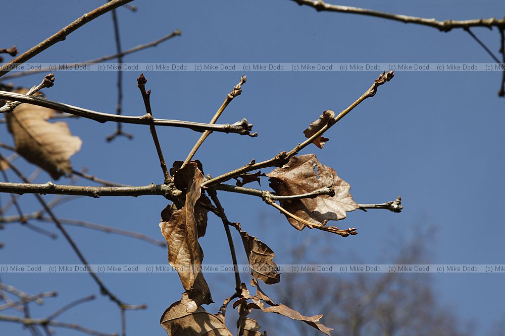 Quercus fabrei