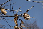 Quercus fabrei