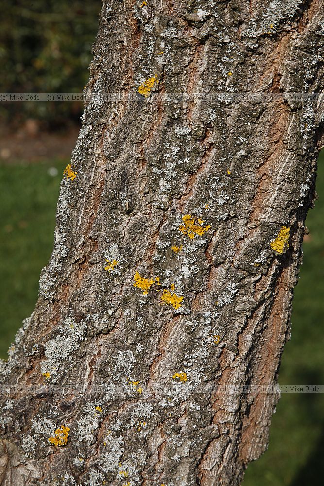 Quercus fabrei