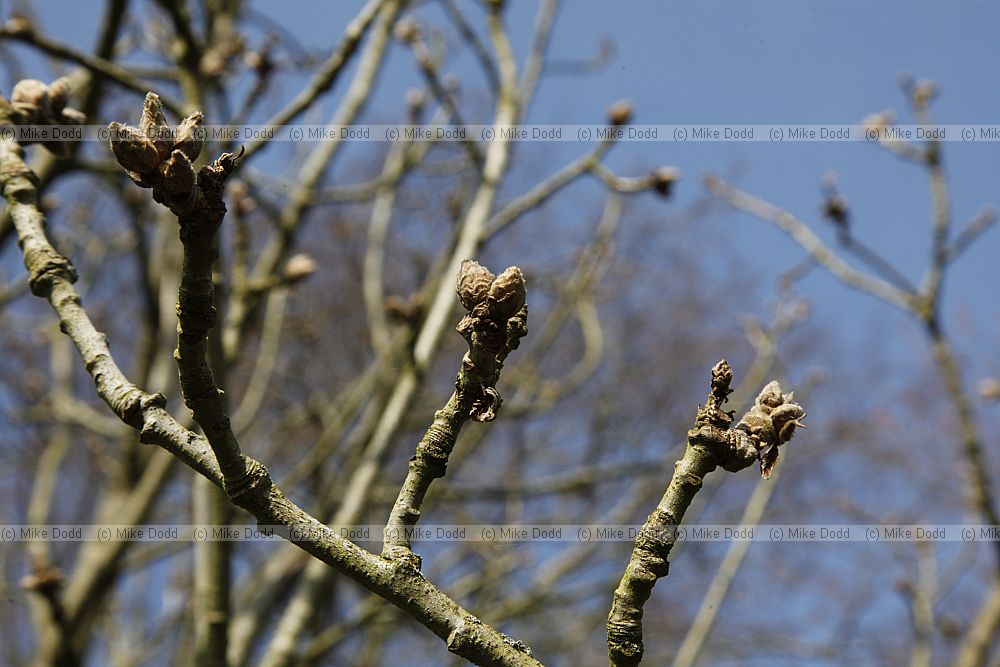 Quercus frainetto