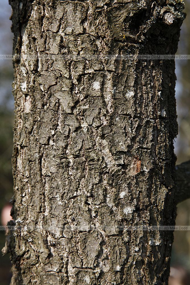 Quercus frainetto