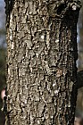 Quercus frainetto