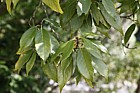 Quercus glauca