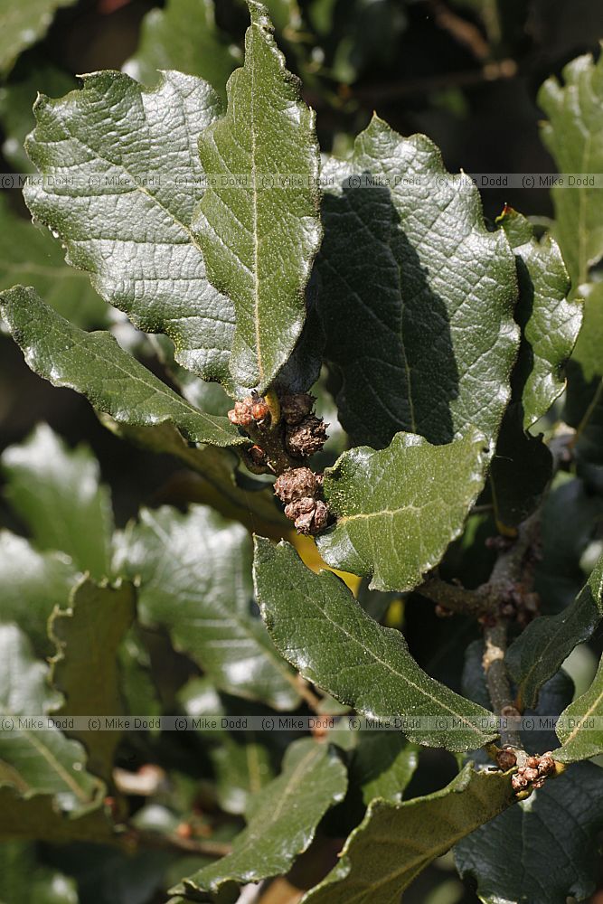 Quercus greggii