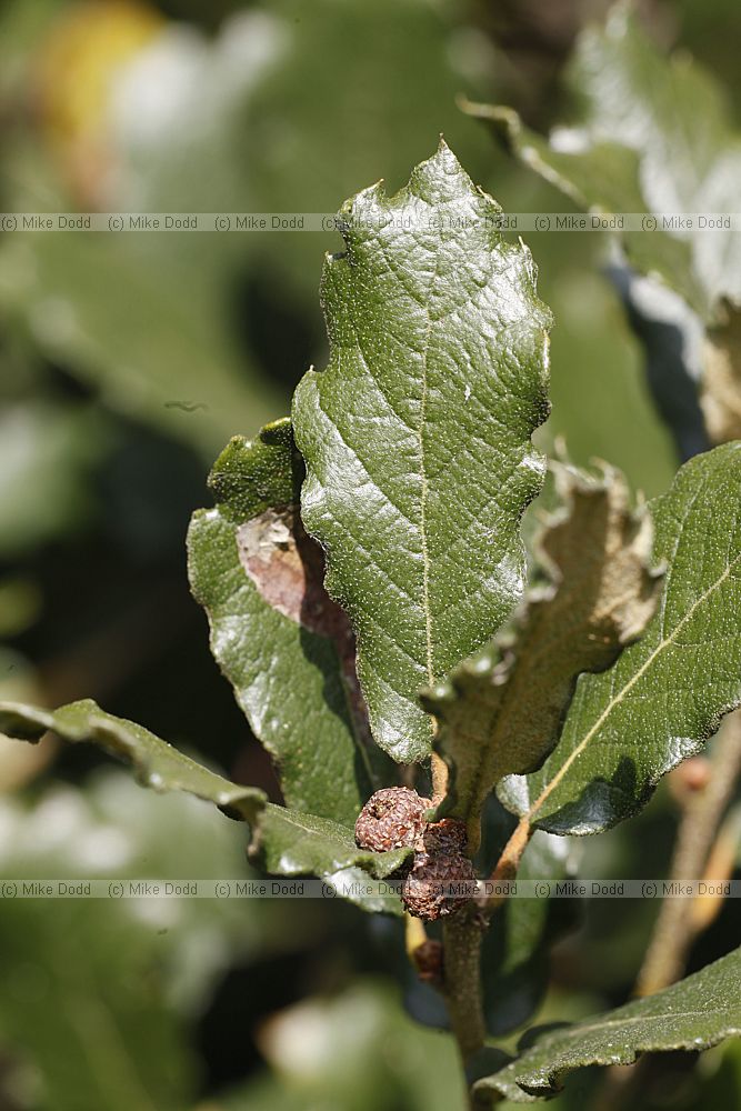 Quercus greggii