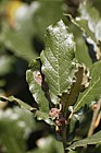 Quercus greggii