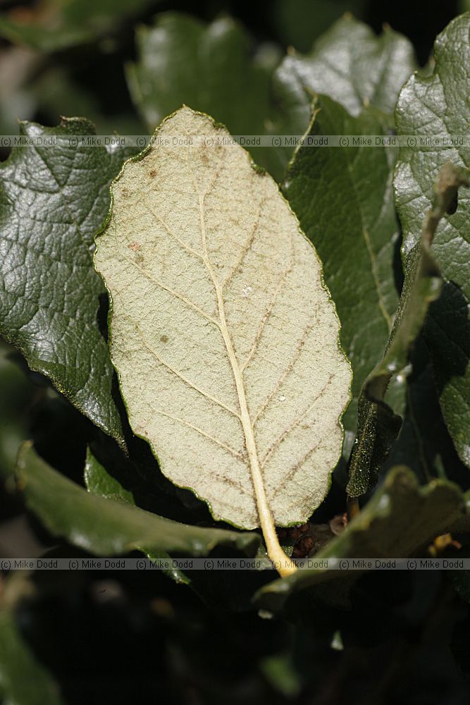 Quercus greggii