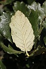 Quercus greggii
