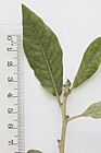 Quercus ilex Holm Oak