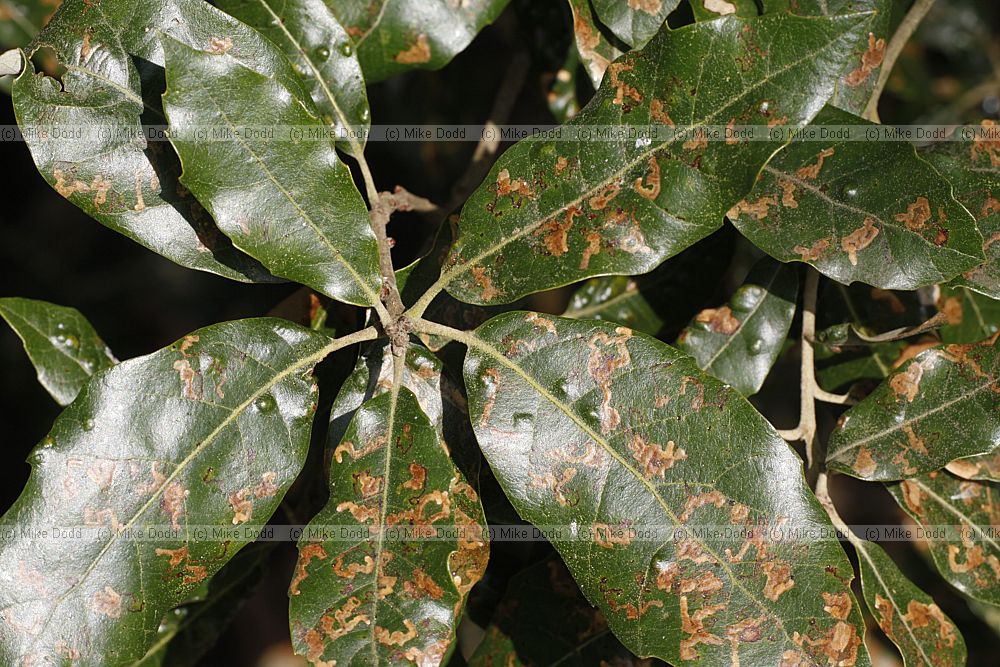 Quercus ilex