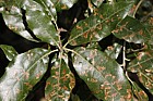 Quercus ilex