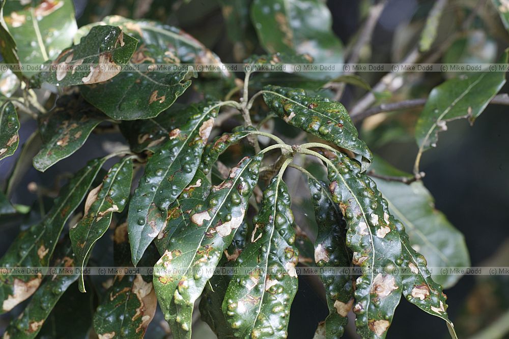 Quercus ilex