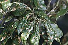 Quercus ilex
