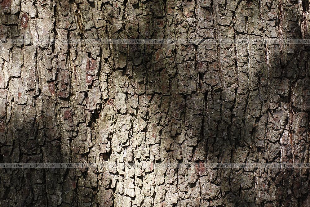 Quercus ilex