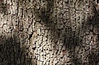 Quercus ilex
