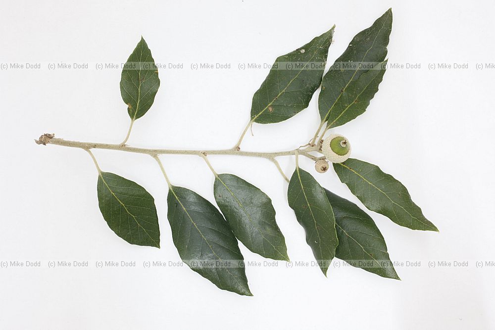 Quercus ilex Holm Oak