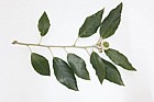 Quercus ilex Holm Oak