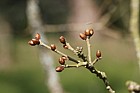 Quercus infectoria subsp veneris