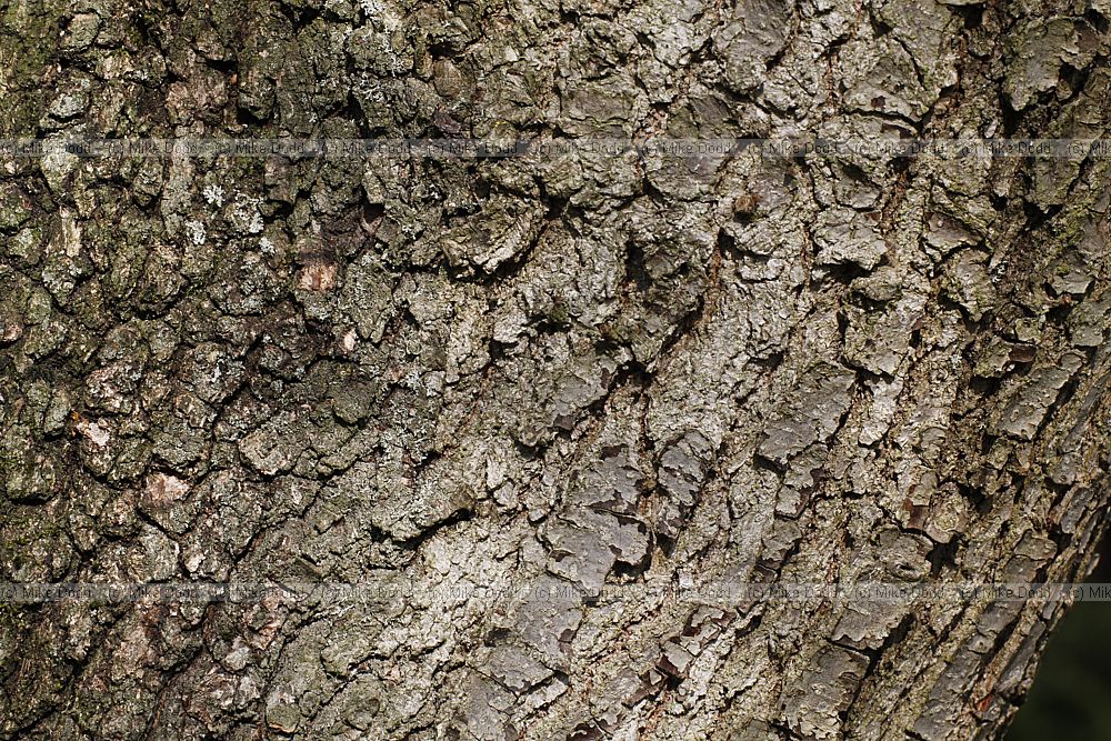 Quercus infectoria subsp veneris