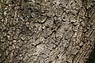 Quercus infectoria subsp veneris