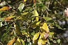 Quercus laurifolia Laurel Oak
