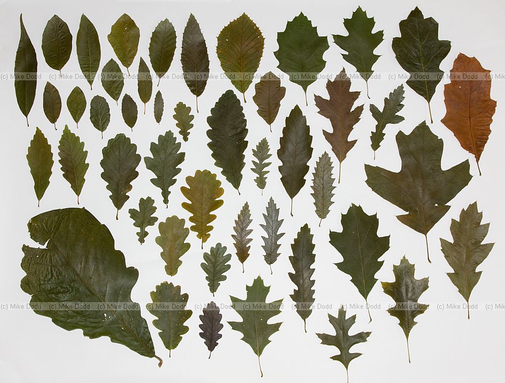 Oak leaves