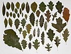 Oak leaves