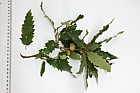Quercus libani Lebanon Oak