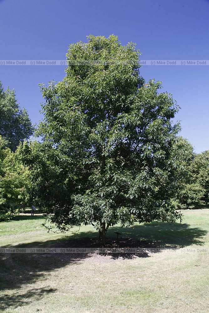 Quercus 'Mauri'