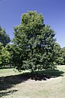 Quercus 'Mauri'