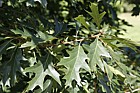Quercus 'Mauri'