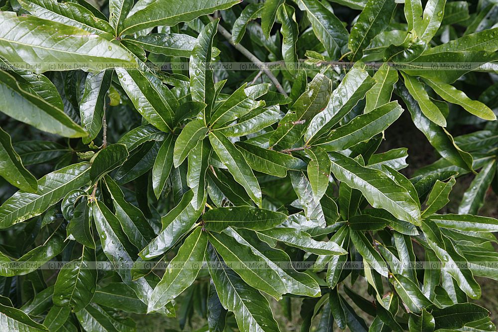 Quercus mexicana