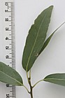 Quercus myrsinifolia (?) Bamboo oak