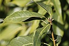 Quercus myrsinifolia