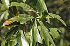 Quercus nigra Water Oak