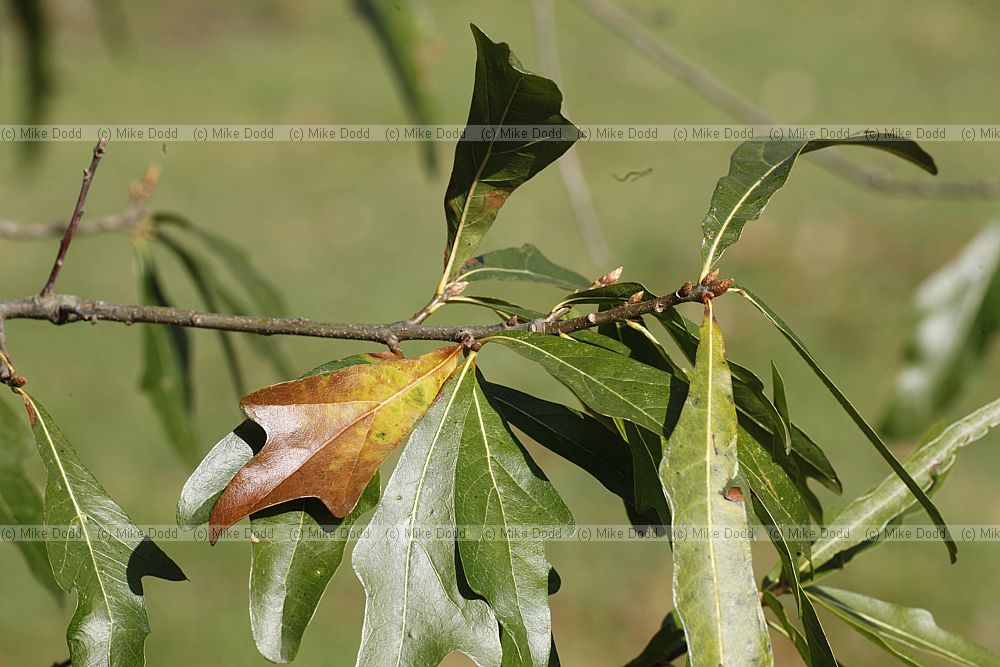 Quercus nigra Water Oak
