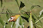 Quercus nigra Water Oak