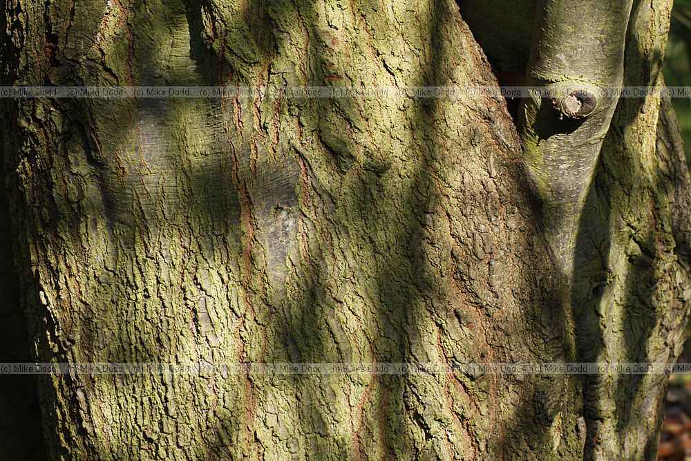 Quercus nigra Water Oak