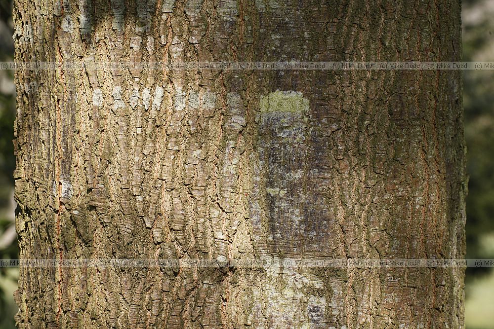 Quercus nigra