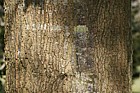 Quercus nigra