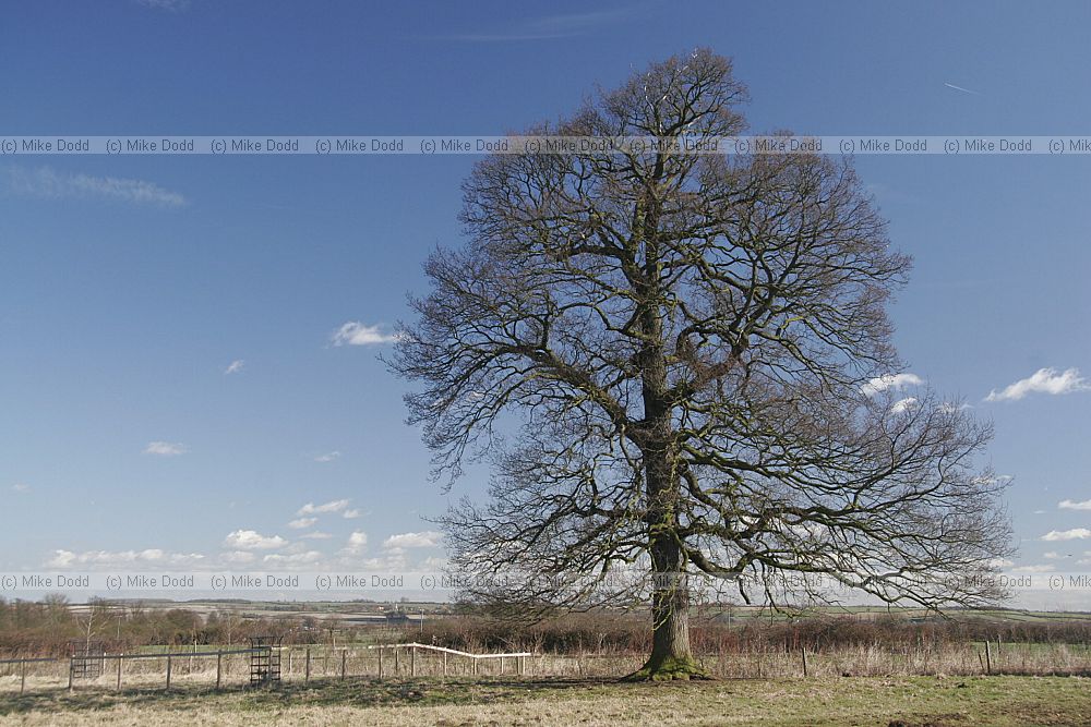 oak tree winter