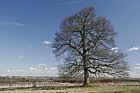 oak tree winter